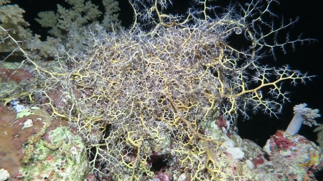 Gorgonenhaupt - Astroboa nuda