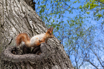 Spring squirrel