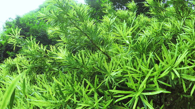 Podocarpus macrophyllus in botanic garden