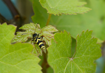 Le Philanthe apivore