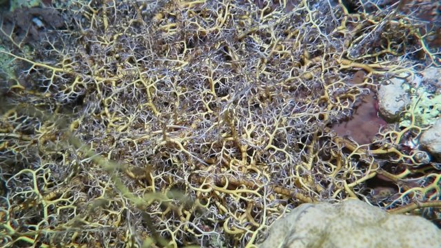 Gorgonenhaupt - Astroboa nuda