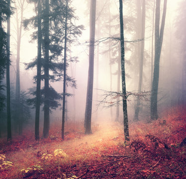 Fototapeta Magic autumn season color forest tree background with bright orange red path. Beautiful seasonal woodland.