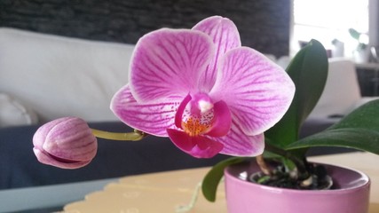 Obraz na płótnie Canvas Orchideen Blüte violett