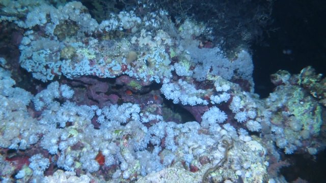 Gorgonenhaupt (Astroboa nuda)