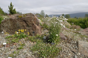 Арктическо-альпийский ботанический сад г. Тромсё в Норвегии