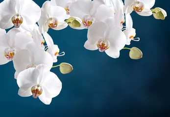 Foto op Plexiglas Witte orchidee © julia_arda
