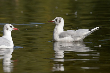 Black-headed Gull