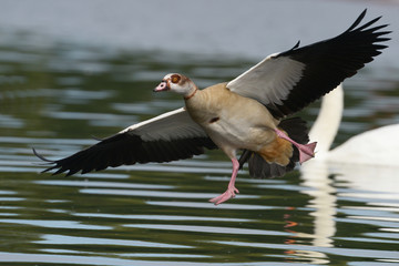 Egyptian Goose in the flight