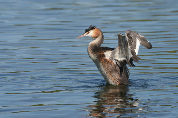 Great Crested Grebe
