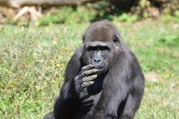 gorille