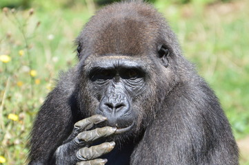 gorille
