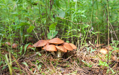 Forest edible mushrooms in the green grass