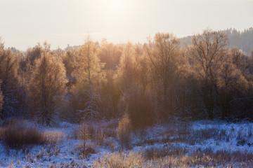 Trees illuminated by morning sun at winter