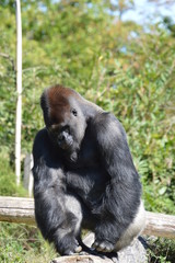 gorille