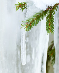 Icicle hanging from spruce branch