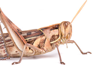 Giant Grasshopper, Tropidacris collaris