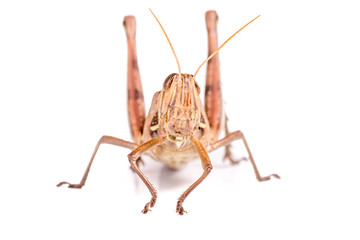 Giant Grasshopper, Tropidacris collaris