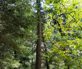 View inside a Northwest Forest