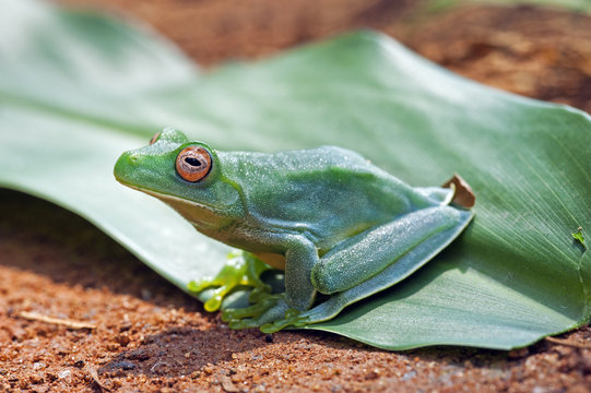 True tree frog sighted in the Atlantic Rainforest