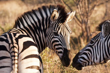 Fototapeta na wymiar Two Zebras Touching Noses