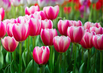 Purple tulips
