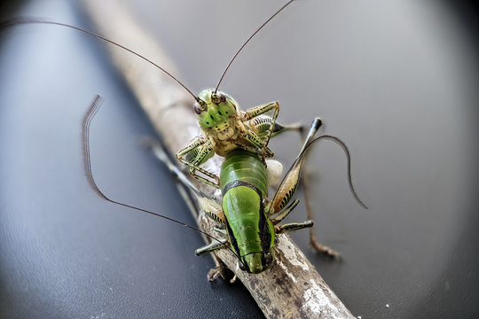 Ho un grillo per la testa
