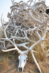 Elk antlers