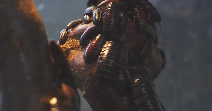 Hissing cockroaches
