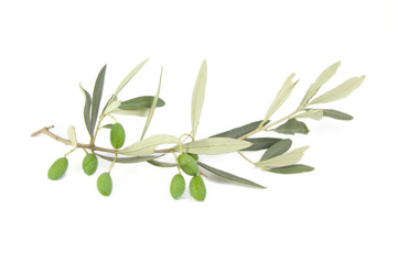 Olives on branch with leaves isolated on white background