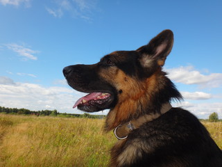 Голова собаки овчарки в осенний солнечный день на фоне поля с желтой травой и голубого неба