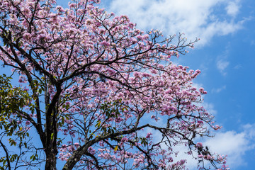 Fototapeta premium Pink Guayacan