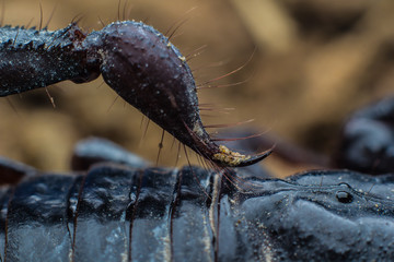 Macro image of the stinger of a scorpion © tum2282