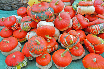 Pumpkins at Ravenna Gardens & Terraces 2015 Green Ravenna floral exhibition.