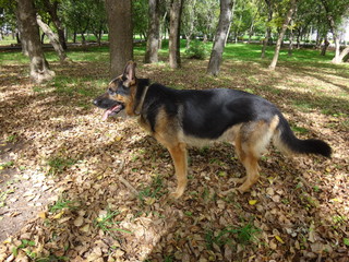 Собака овчарка, выполняющая во время дрессировки команду "стоять"