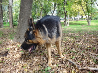 Собака овчарка, ведущая поиск спрятанного предмета по запаху