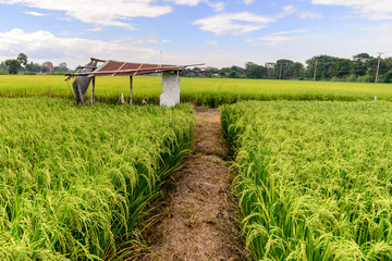 Rice field with rusty roof cottage, Suphan Buri, Thailand.