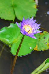 Purple lotus flower blooming in summer.