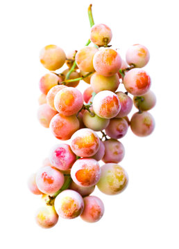 Bunch of frozen muscat grapes, isolated on white