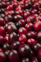 Cranberries closeup