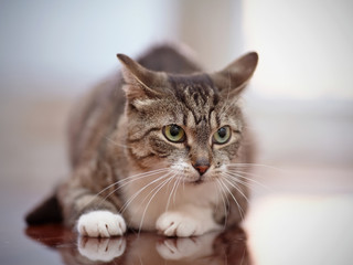 Angry gray striped cat with green eyes.