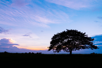 Obraz premium silhouette of tree at beautiful sunset