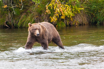 Brown bear (Ursus arctos horribilis) at Brooks Falls in Katmai National Park, Alaska