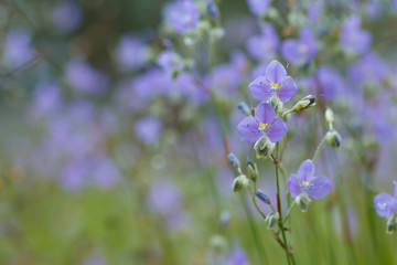 Elegant Murdannia on Phu Soi Dao