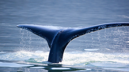 Fototapeta premium Humpback Whale (Megaptera novaeangliae) tail, Juneau, Alaska