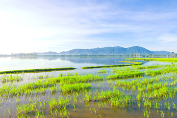 Rice field in floating season, Cam mountain, An Giang, Vietnam