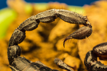Macro image of the stinger of a scorpion