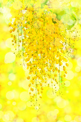 Cassia fistula, beautiful yellow flower on bokeh background