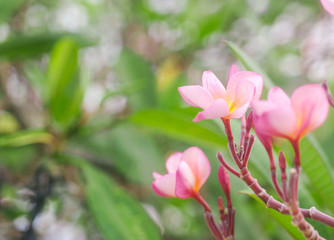 Fototapeta premium Plumeria, Flower pink color