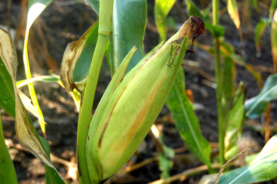Green corn fruit on its plant photo image