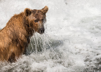Obraz na płótnie Canvas Female brown bear fishing in Brooks River 